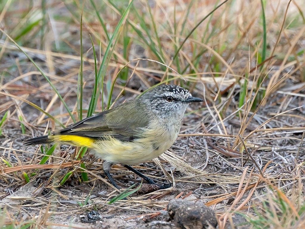 Yellow-rumped Thornbill - David and Kathy Cook
