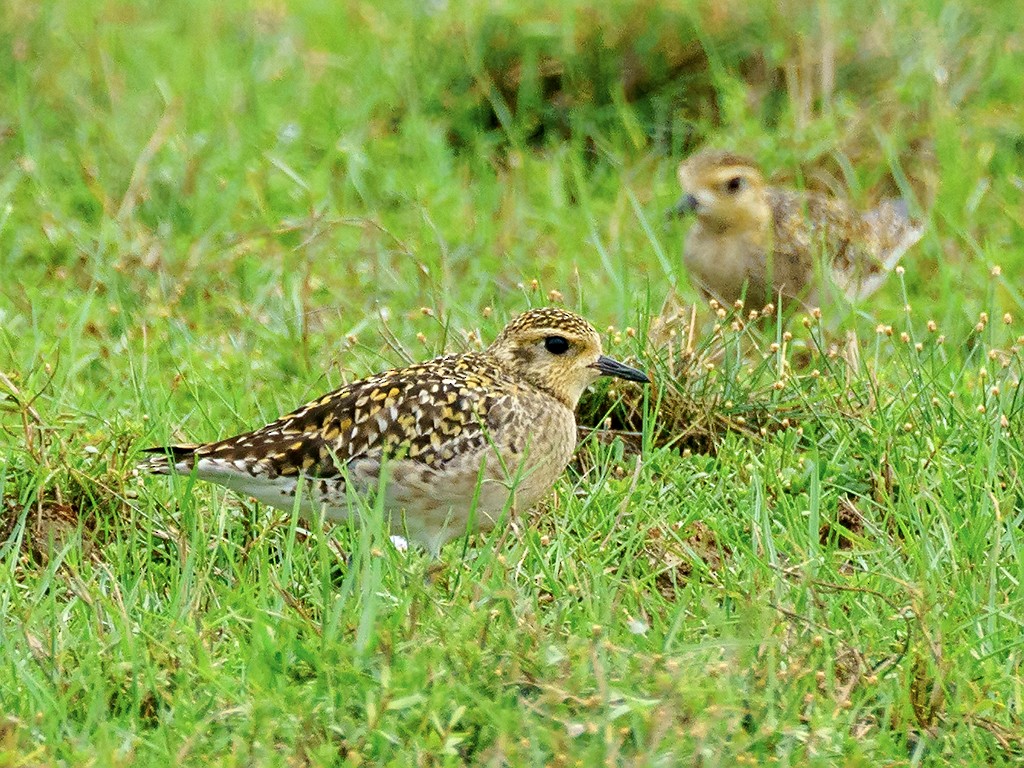 Pacific Golden-Plover - David and Kathy Cook