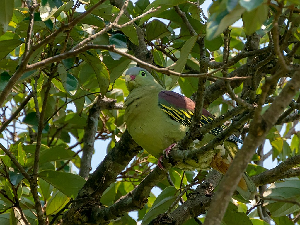 Thick-billed Green-Pigeon - David and Kathy Cook