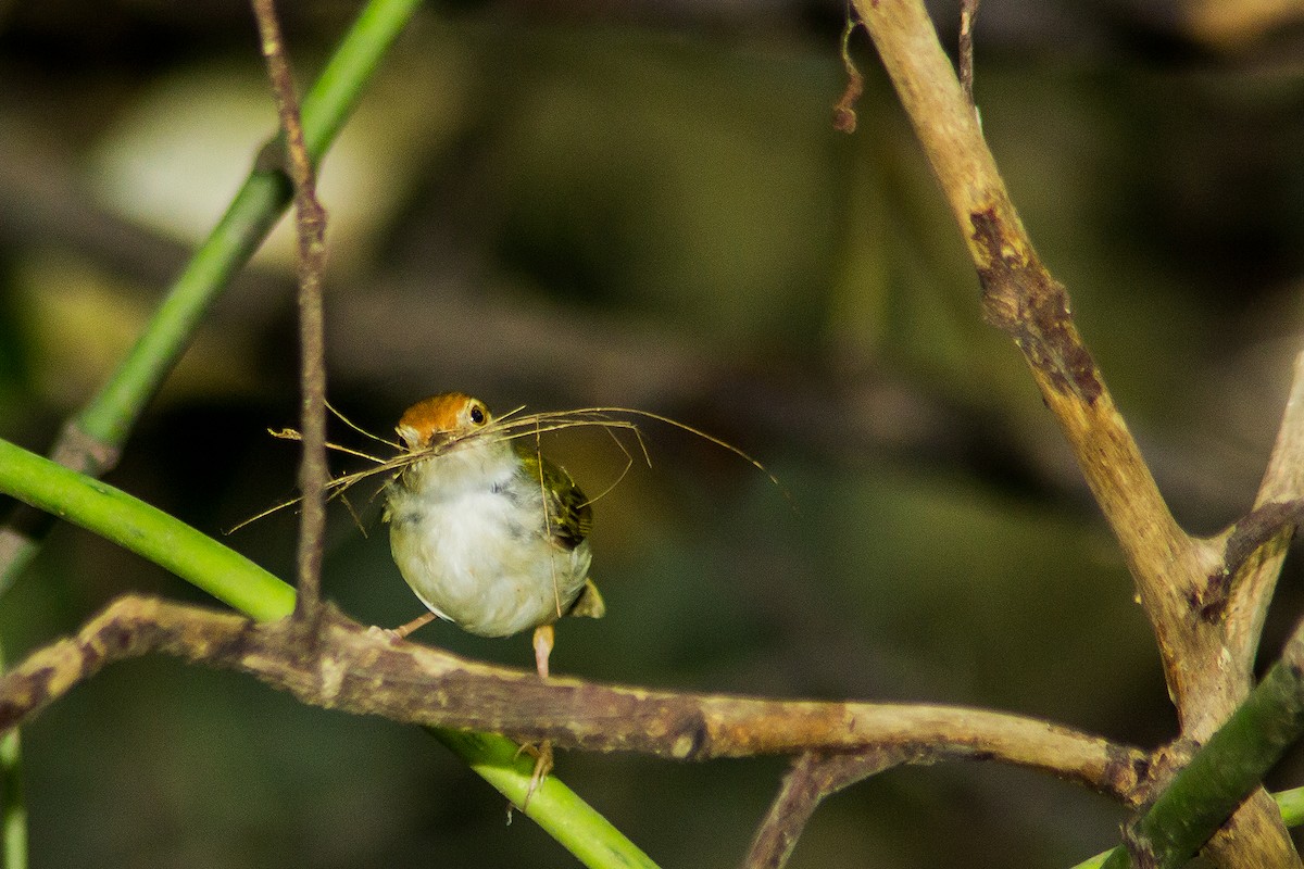 Common Tailorbird - Rusman Budi  Prasetyo