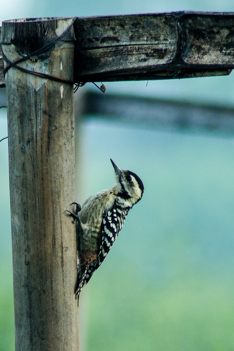Freckle-breasted Woodpecker - Rusman Budi  Prasetyo