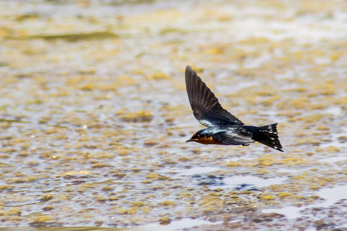 Pacific Swallow (Pacific) - Rusman Budi  Prasetyo