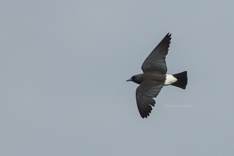White-breasted Woodswallow - Rusman Budi  Prasetyo