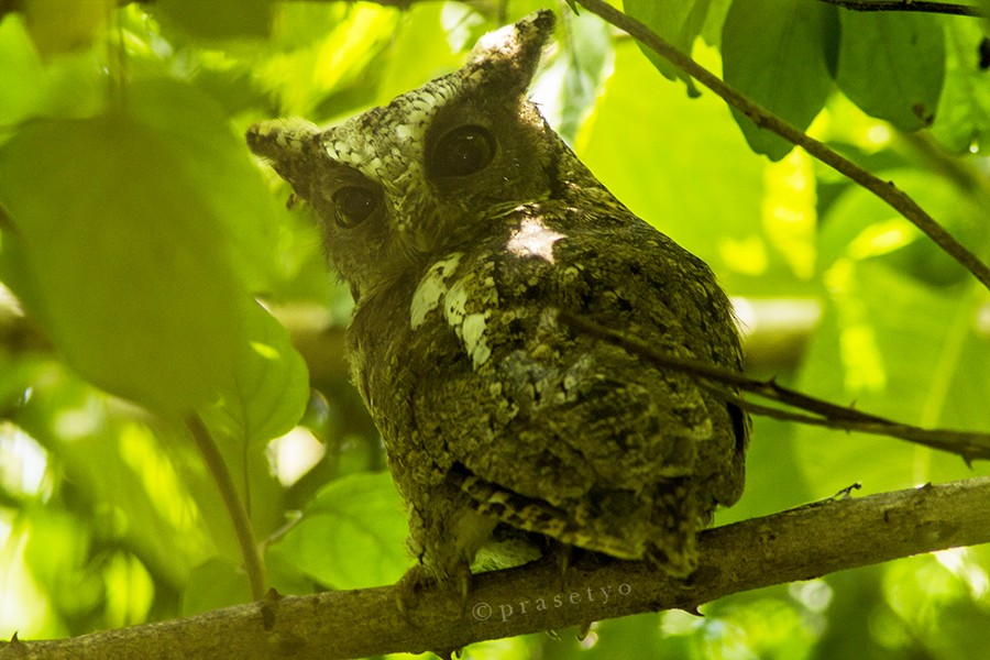 Sunda Scops-Owl - Rusman Budi  Prasetyo