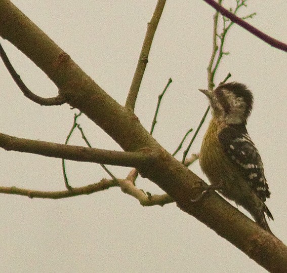 Gray-capped Pygmy Woodpecker - Morten Venas