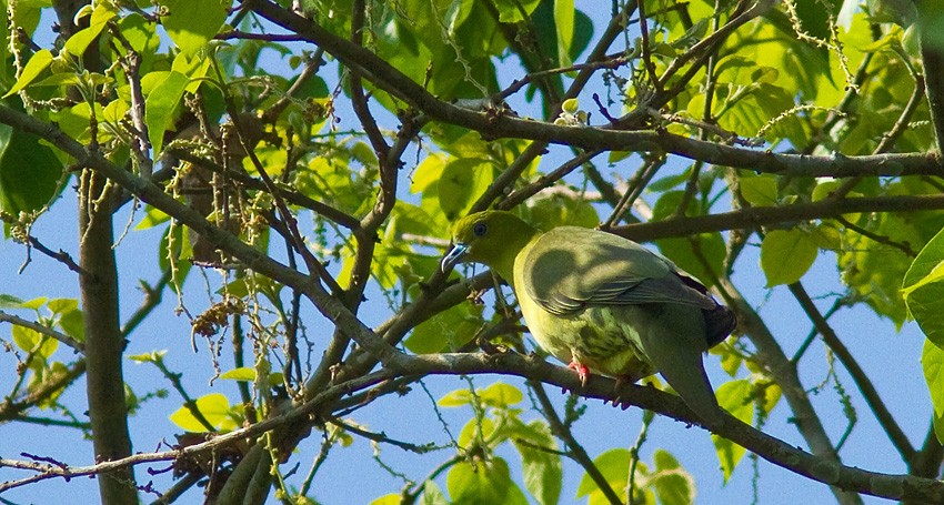 Wedge-tailed Green-Pigeon - ML205717751