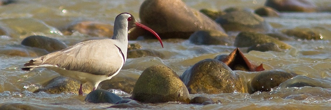 Bec-d'ibis tibétain - ML205717801
