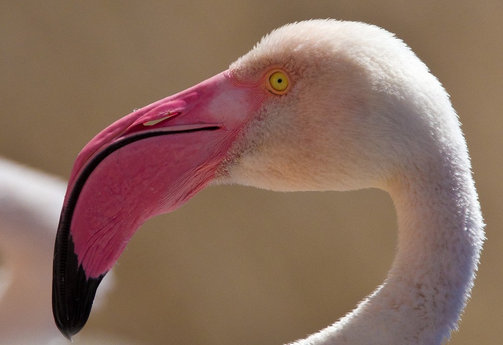 Greater Flamingo - Morten Venas