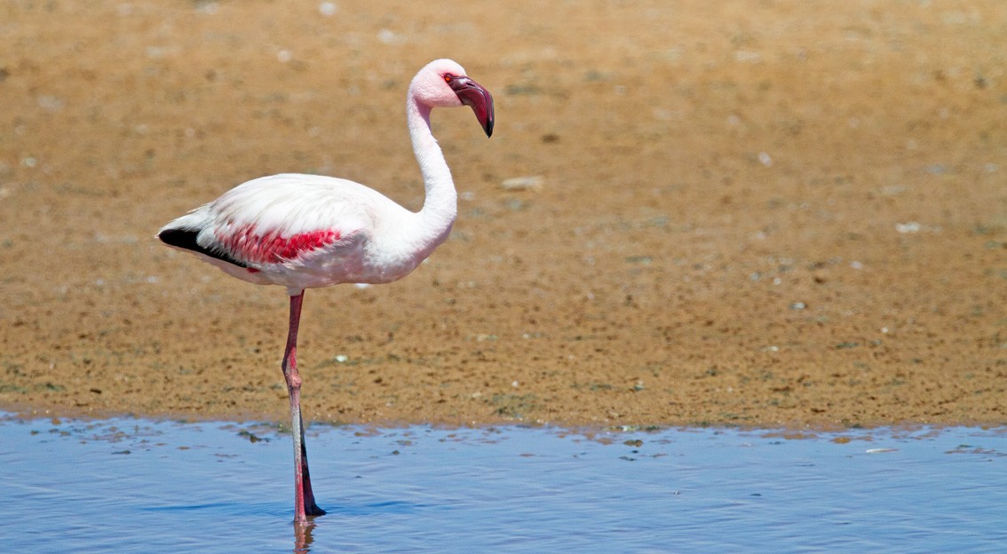 Lesser Flamingo - Morten Venas