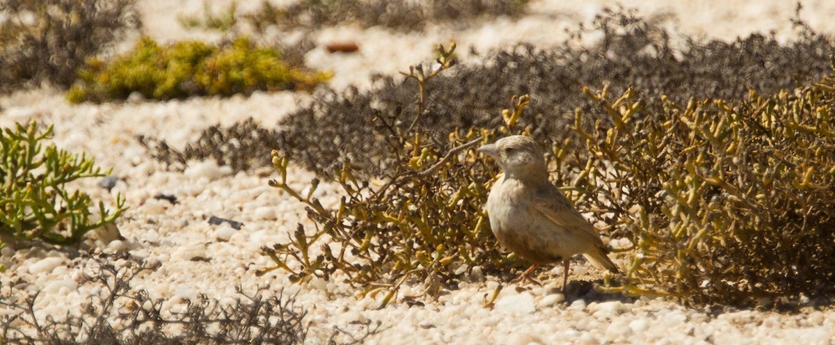 Gray-backed Sparrow-Lark - Morten Venas