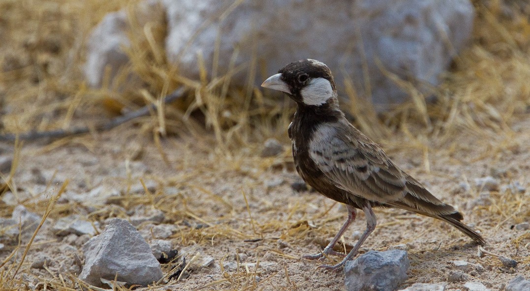 Gray-backed Sparrow-Lark - Morten Venas