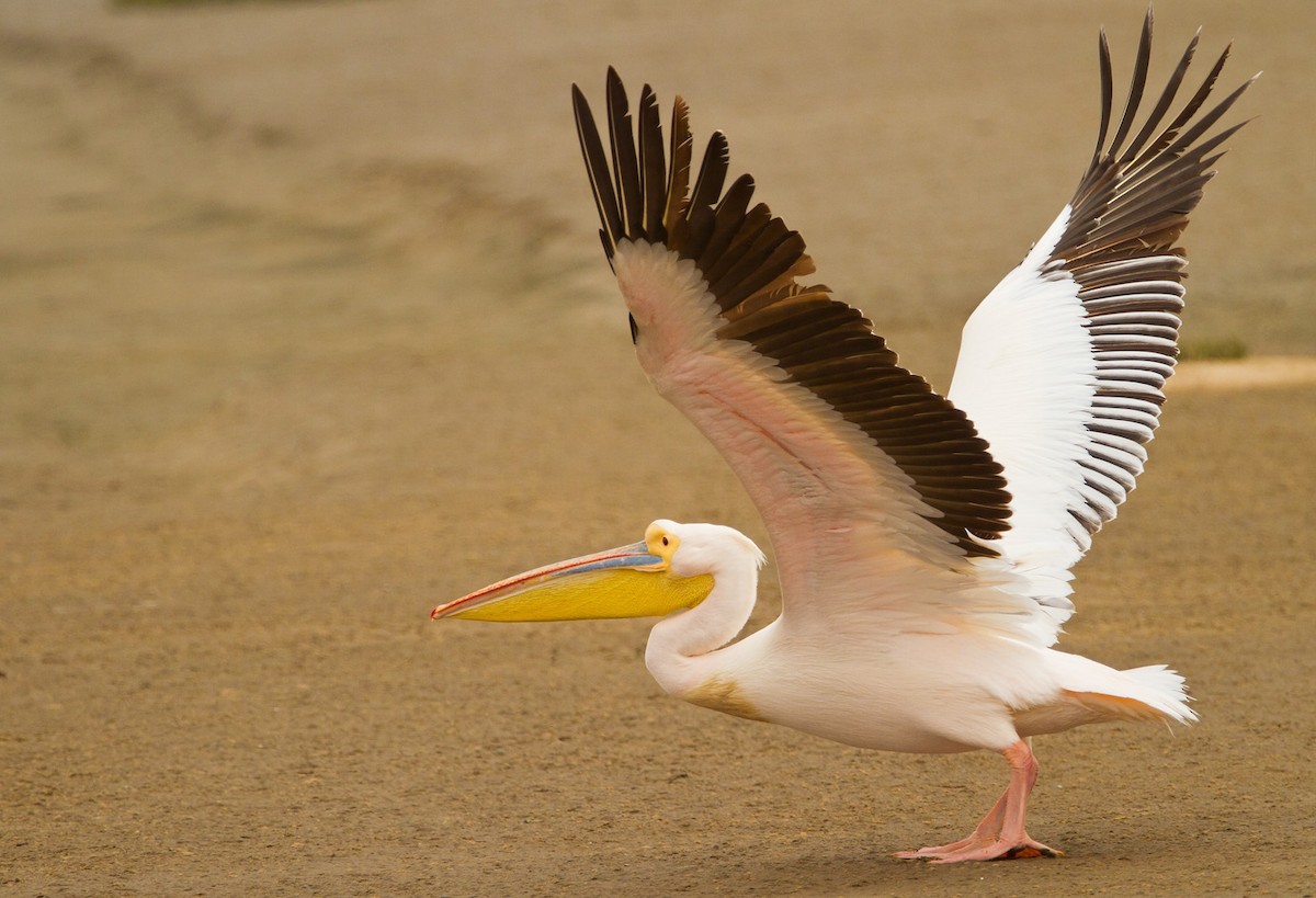 Great White Pelican - Morten Venas