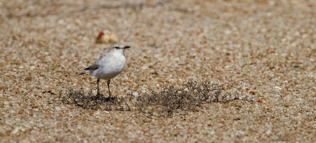 Tractrac Chat Ebird