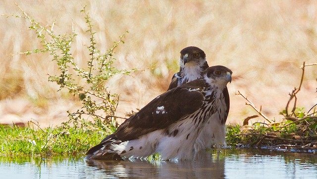 モモジロクマタカ Ebird