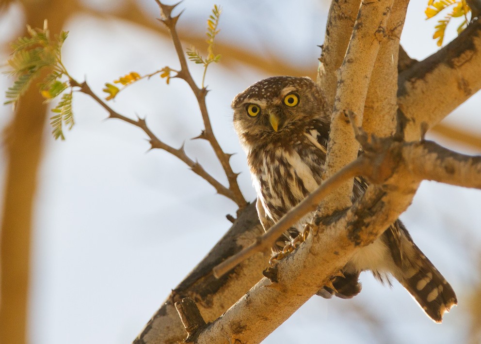 Pearl-spotted Owlet - ML205718271