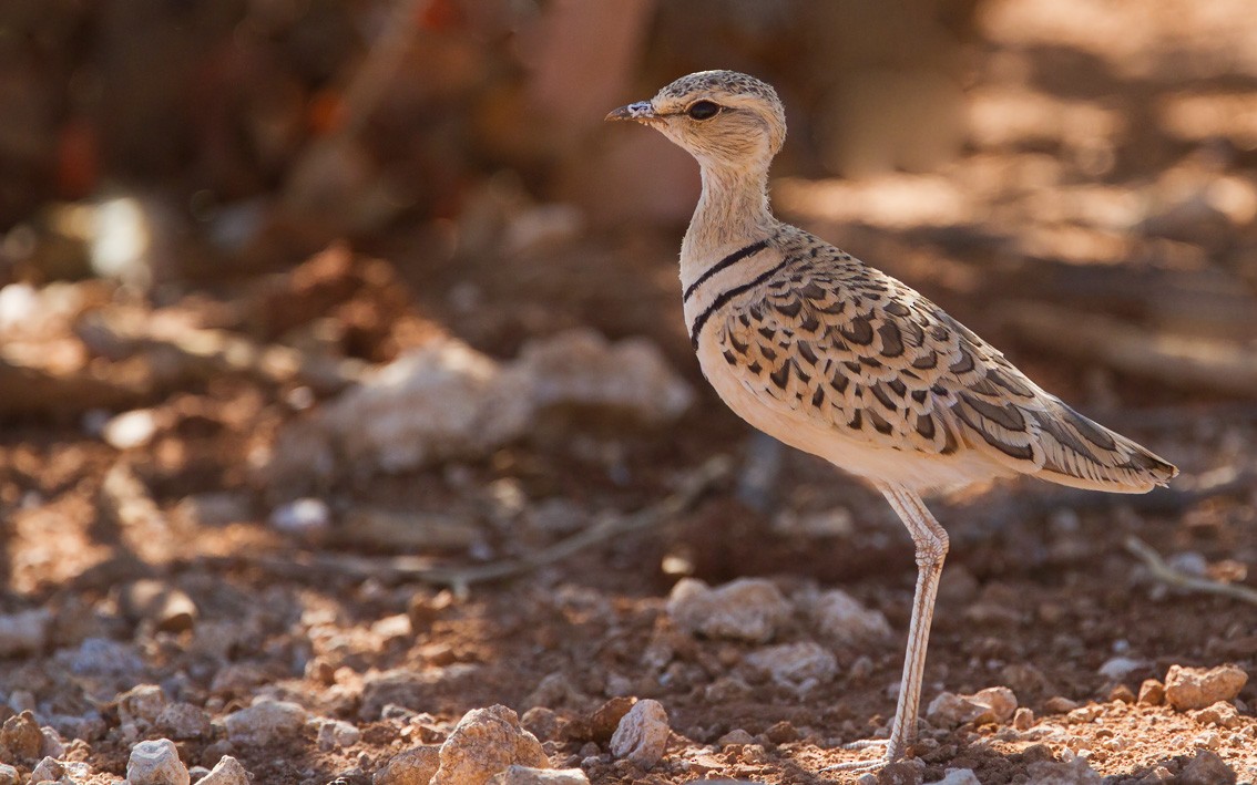 Double-banded Courser - ML205718311