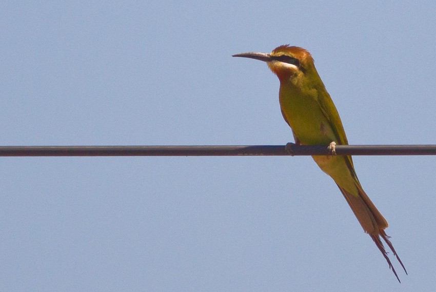Madagascar Bee-eater - ML205718331