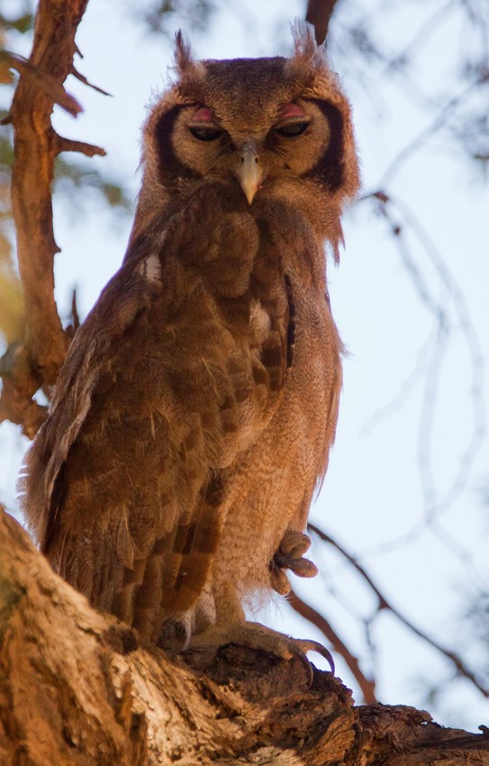 Verreaux's Eagle-Owl - Morten Venas