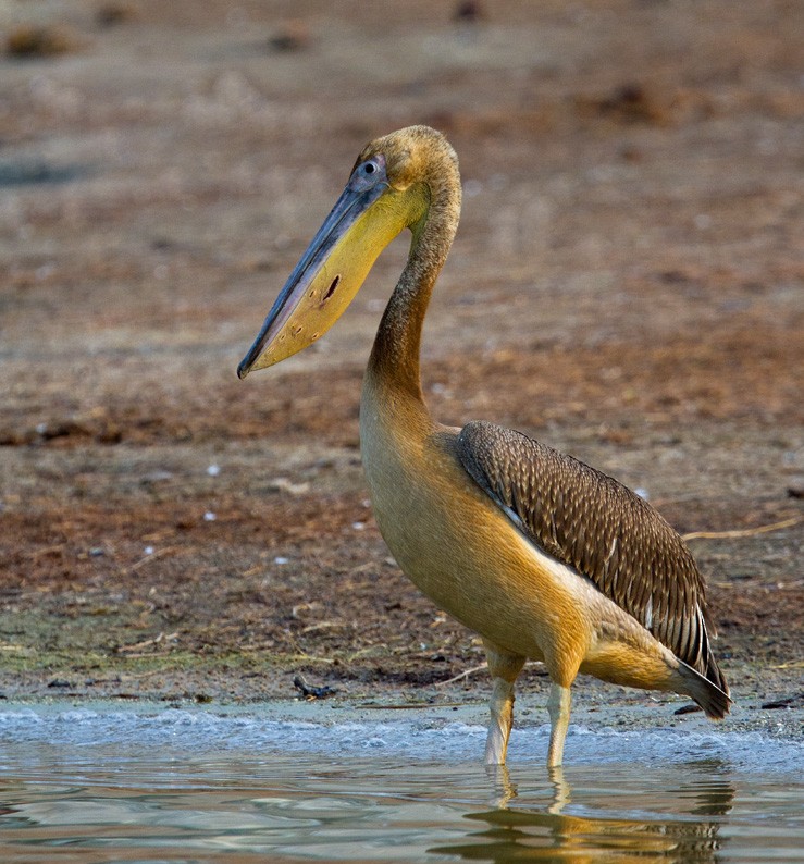 Pink-backed Pelican - ML205718451