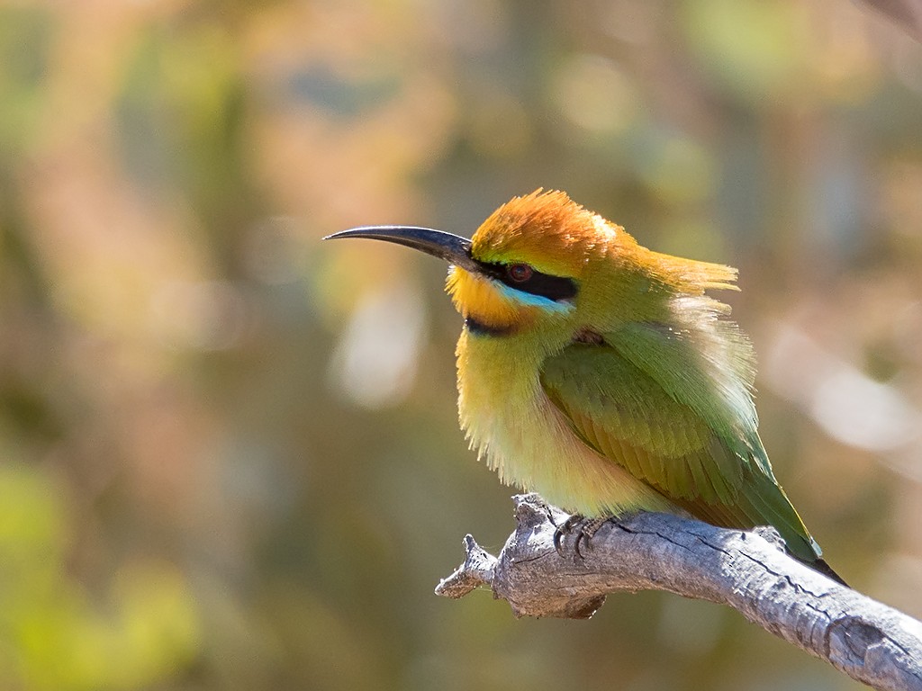 Rainbow Bee-eater - David and Kathy Cook