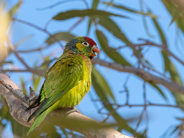 33 Birds that Start with V (A Vibrant List!) - Sonoma Birding