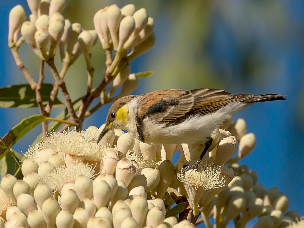 Banded Honeyeater - David and Kathy Cook