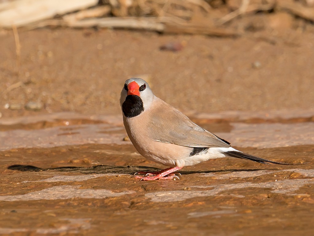 Long-tailed Finch - David and Kathy  Cook