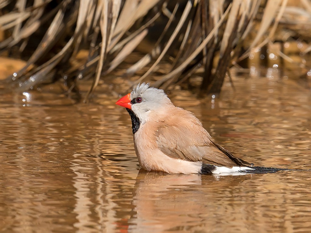 Long-tailed Finch - David and Kathy  Cook