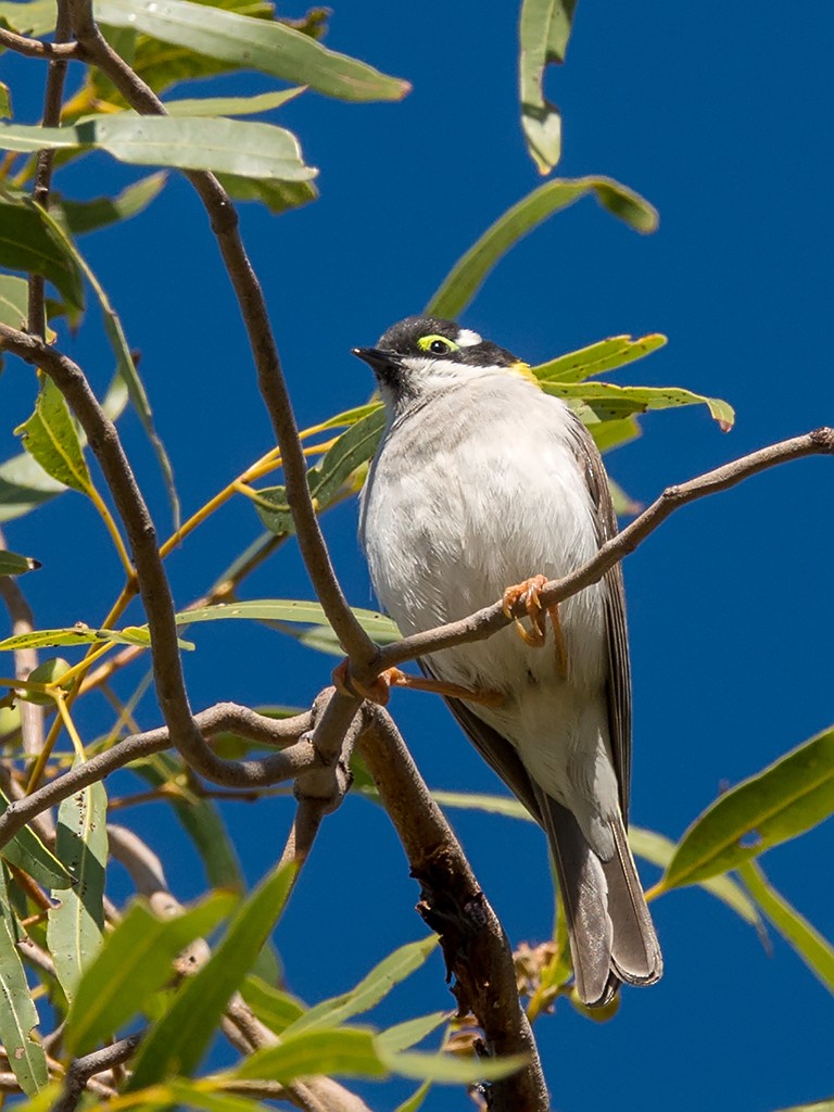 Black-chinned Honeyeater (Golden-backed) - David and Kathy Cook