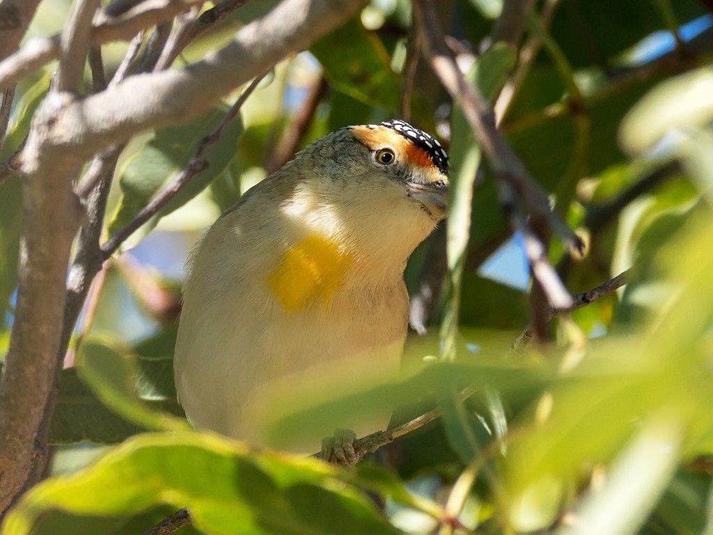 Red-browed Pardalote - David and Kathy Cook