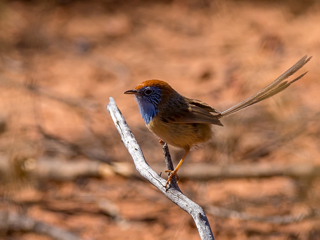 Rufous-crowned Emuwren - David and Kathy Cook