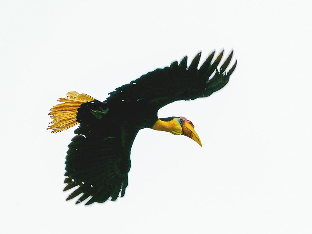 Wrinkled Hornbill - David and Kathy Cook