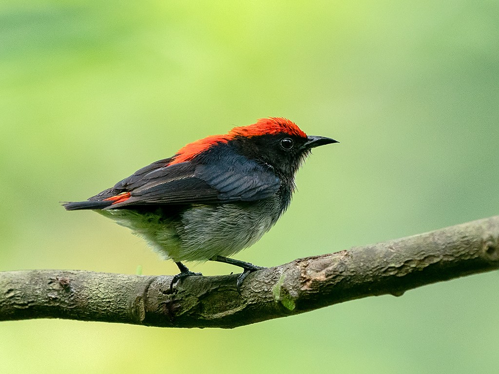 Scarlet-backed Flowerpecker - David and Kathy Cook