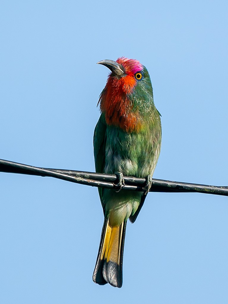Red-bearded Bee-eater - ML205719051