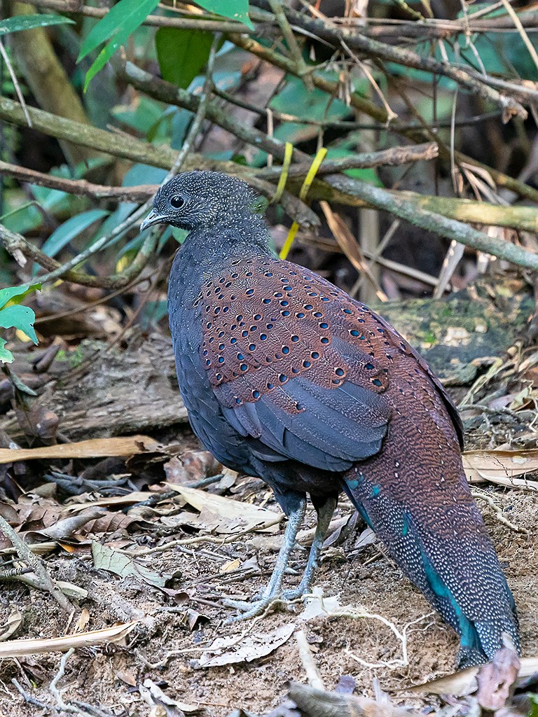 Mountain Peacock-Pheasant - ML205719061