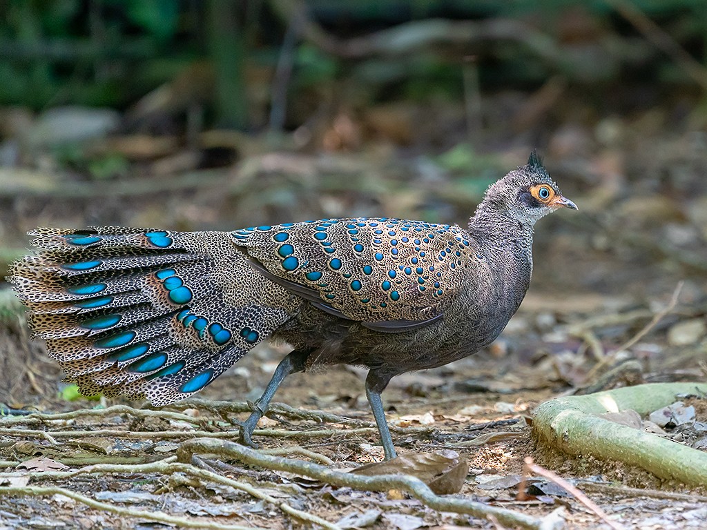 Malayan Peacock-Pheasant - David and Kathy Cook