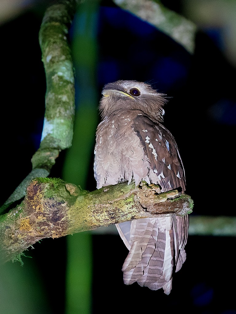 Large Frogmouth - ML205719081