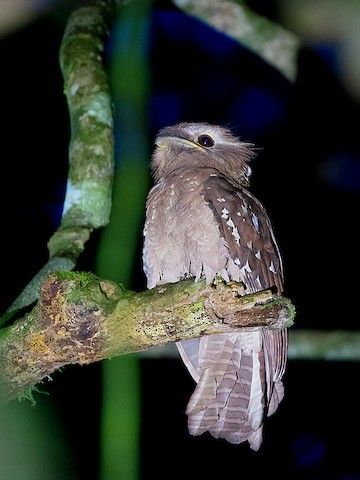 Large frogmouth