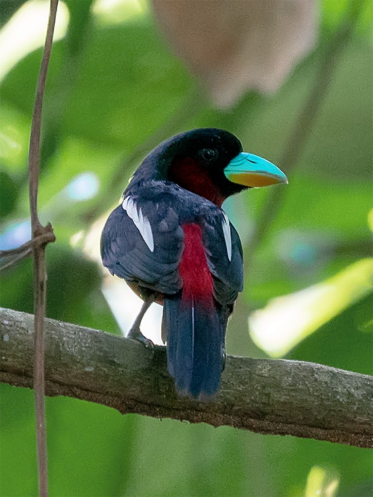 Black-and-red Broadbill (Black-and-red) - ML205719121