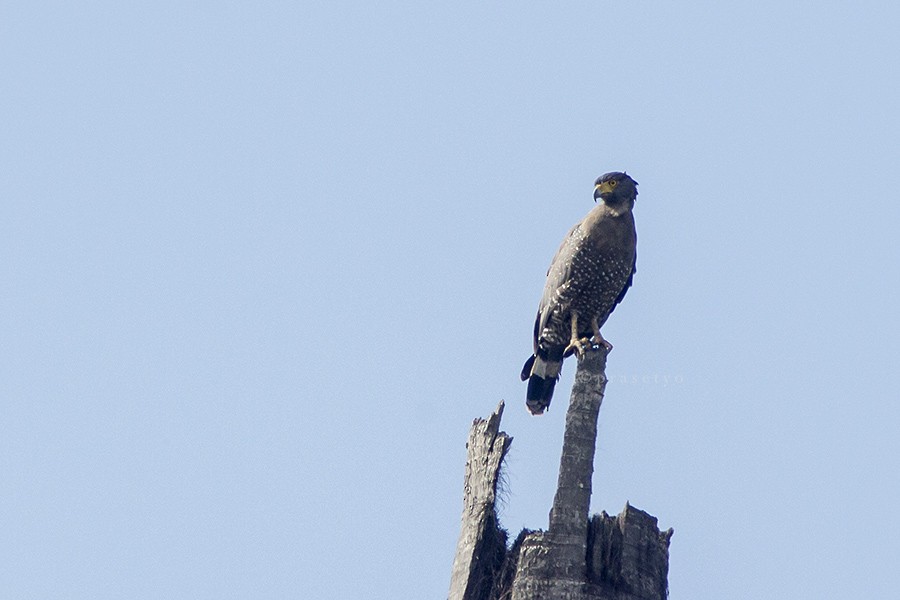 Crested Serpent-Eagle - ML205719181