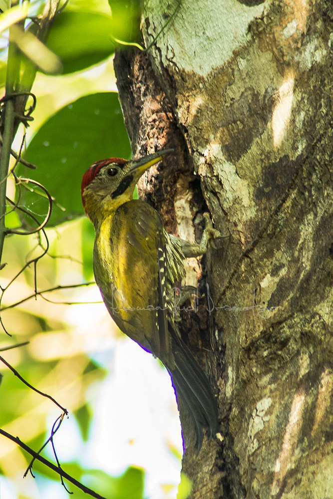 Laced Woodpecker - Rusman Budi  Prasetyo