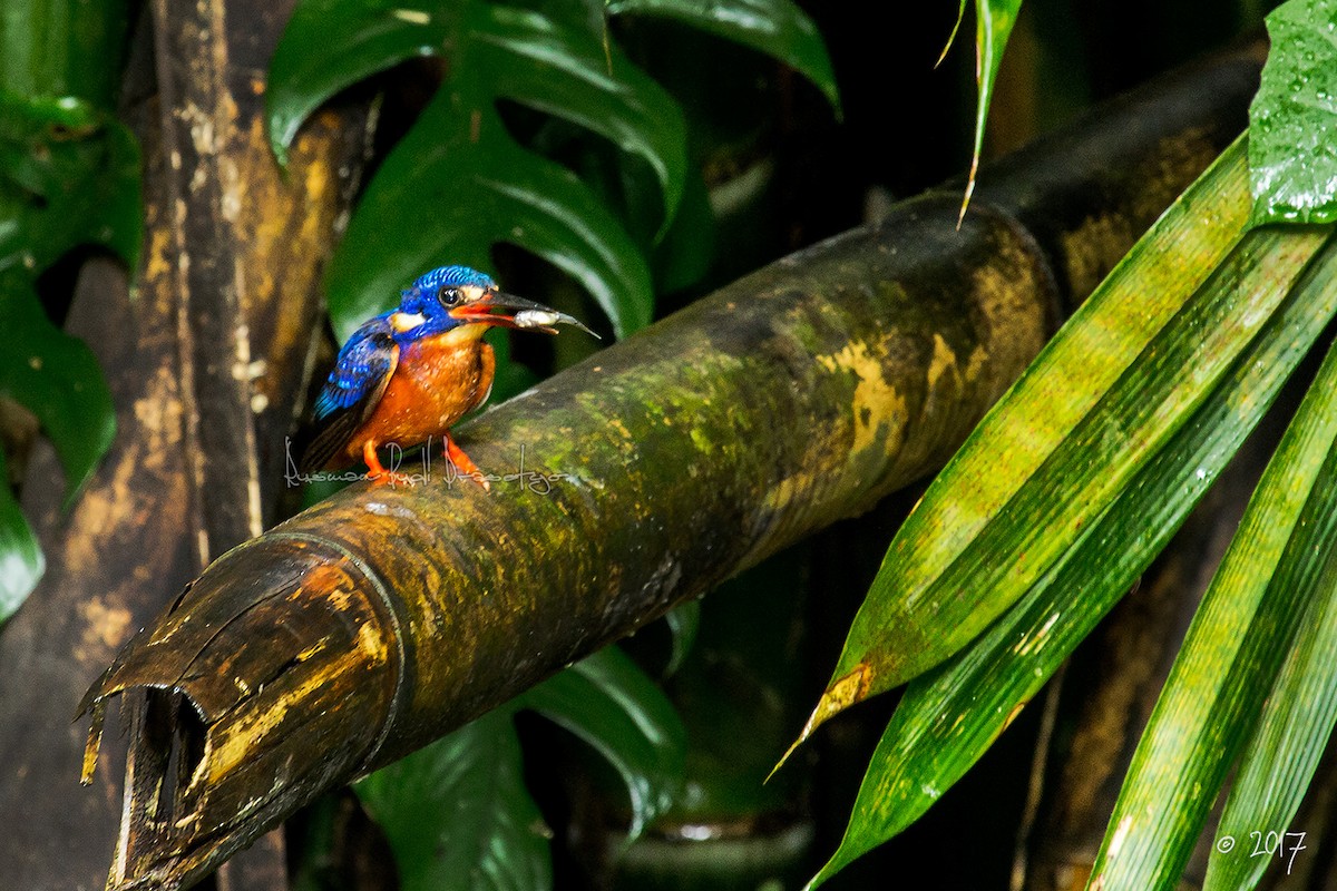 Blue-eared Kingfisher - ML205719421
