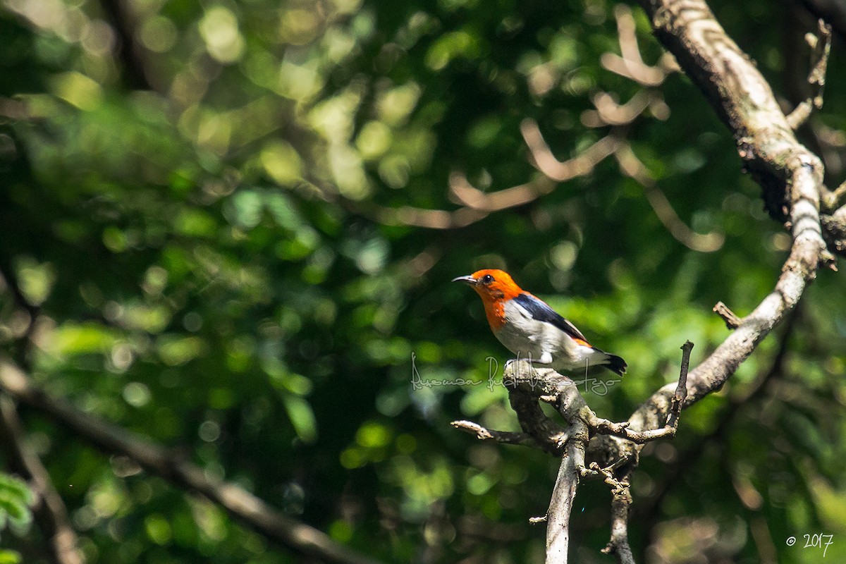 Scarlet-headed Flowerpecker - Rusman Budi  Prasetyo