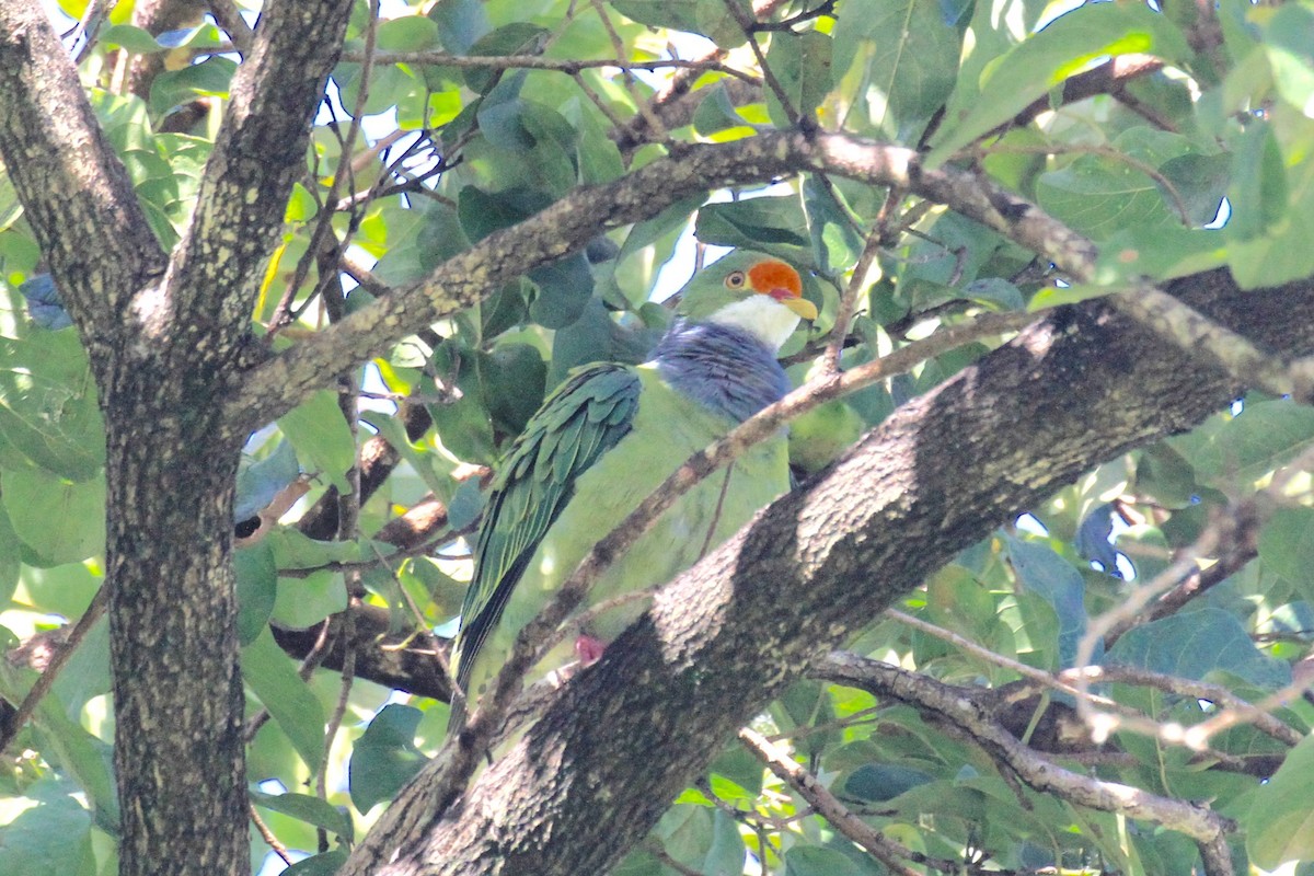 Orange-fronted Fruit-Dove - ML205719601