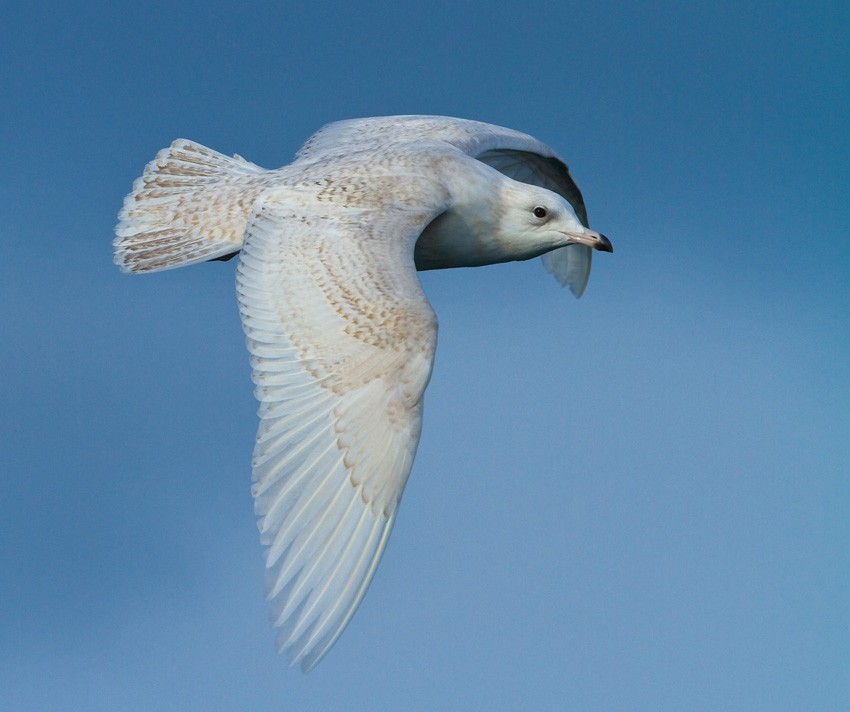 Iceland Gull (glaucoides) - Morten Venas