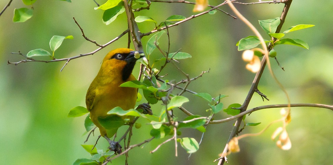 Spectacled Weaver (Yellow-throated) - ML205720431
