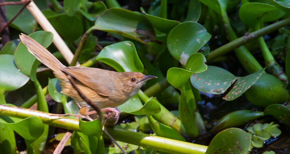 Red-faced Cisticola (Red-faced) - ML205720451