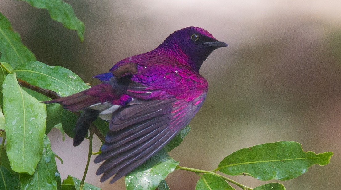 Violet-backed Starling - ML205720731