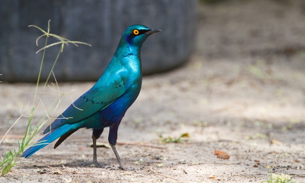 Greater Blue-eared Starling - ML205720741