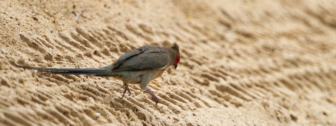 Red-faced Mousebird - Morten Venas